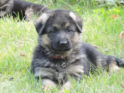 Prodáme štěňata NO s PP- poslední volní pejskové a